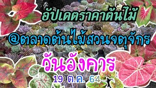 อัปเดตราคาต้นไม้ @ตลาดต้นไม้สวนจตุจักร EP.19 | 19 ต.ต. 2564