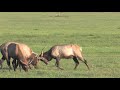 luxury ranch near jackson montana