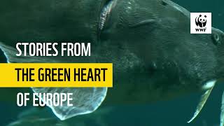 Sturgeons: Stories from the Green Heart of Europe