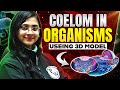 Let's Learn Coelom in Organisms | #3DModel #Zoology