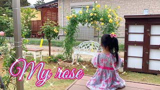 My roses กุหลาบ100ต้นของฉัน พาชมสวนบ้านใหม่สวยๆดนตรีเพราะๆ