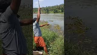 Karimeen Fishing|kerala fishing|traditional fishing|village fishing|natural fishing|fishing videos|