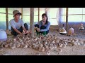 Experience the joy of raising 1,000 chicks at Sang Vy farm, improving land for Gardening