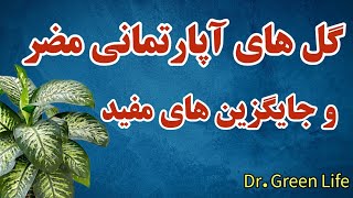 ضرر های گل‌های آپارتمانی که باید بدانیم/ معرفی ضرر ها و جایگزینهای پرفایده گیاهان آپارتمانی