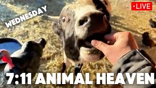 7:11 Animal Heaven - Wednesday