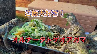 ご飯が大好きなオルナータトゲオアガマ（熱帯倶楽部　東川口本店）