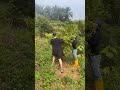 begini la besar ladang durian d.aliffsyukri