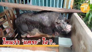 📌555 'เจ้าเฮงเฮง' แสนรู้ หมูแคระ กลายเป็นหมูยักษ์ หนักตั้ง 200 กก. ทำเจ้าของ งง