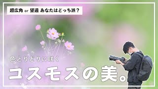 14mm超広角と200mm望遠レンズで咲き誇るコスモスを切り取った一日。