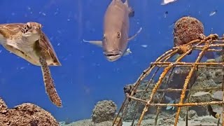 Live Underwater Camera Catches Busy Underwater Sea life By Harbour Village Bonaire Beach