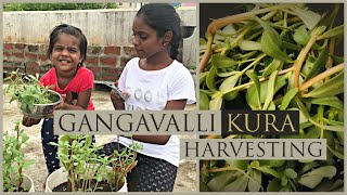 Gangavalli Kura Harvesting || Anvi's Terrace