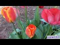 how to grow the tulips easier how to plant tulips in 2020.