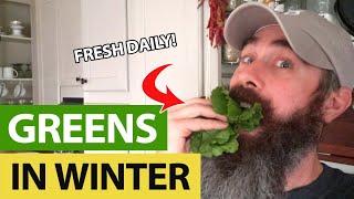 How I Harvest Fresh Winter Greens Every 4 Days