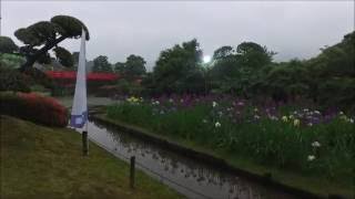 日中とは異なる幻想的な雰囲気の菖蒲園  ～宇和島・南楽園～  2016 5/28