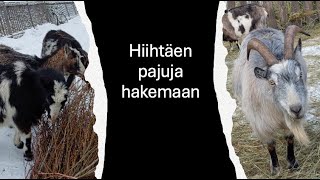 Hiihtäen pajuja hakemaan