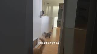 登りたいのに登れない子猫🐱