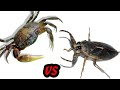 Crab vs Giant Water Bug