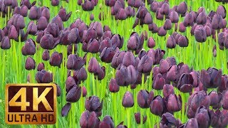 4K Spring Flowers Views with Relaxing Music for Destress & Sleep - Wooden Shoe Tulip Festival #3