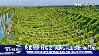 彰化奇景「綠地毯」 蚵農心淌血 蚵田5成死光｜TVBS新聞 @TVBSNEWS01