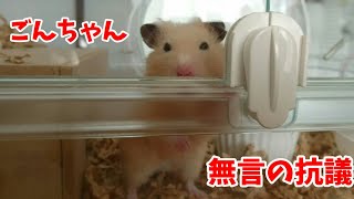 母ちゃんの寝坊にごんちゃん無言の抗議 Morning when I overslept☆English subtitles キンクマハムスター ハムスター