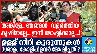 Thaikkad Govt. Model HS LPS / കുട്ടി കർഷകരുടെ മുപ്പതോളം കോളീഫ്ലവർ കണാതായതെങ്ങനെ !