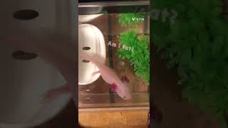 ちょっと太ったウパ☆     A slightly fat axolotl.