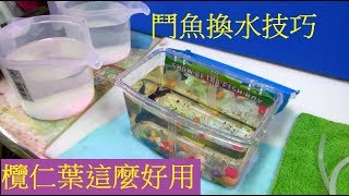 2019 鬥魚缸換水技巧大公開