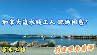 加拿大流水线工人也会有职场困惑，下班钓鱼喂鸟看渔船出海