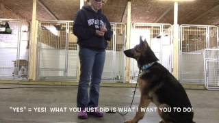 Riley learns our Communication System - Marker training, Positive Changes Dog Training Ottawa ON