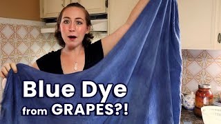 Natural Blue Dye with Concord Grapes!