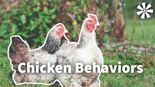 Chicken Behavior: What to Expect 🐓