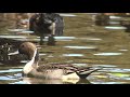 野鳥撮影・ 今季初・オナガガモ