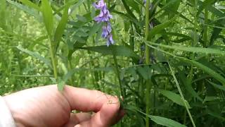 MyNature Apps; Identifying Cow vetch, Vicia cracca