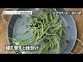 【森林性サボテン】リプサリスの植え替えと株分け【室内おすすめ植物】