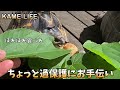 アルダブラ＆ホウシャガメ〜桑の葉大好き〜