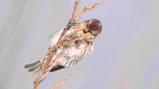 ♪鳥くん野鳥動画（北海道・根室）ベニヒワ採食Common Redpoll