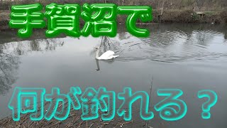 【ポイント開拓】雷魚・バスが釣れると噂の手賀沼へ行ってきた！