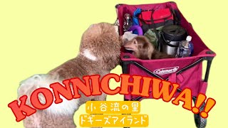 【ドッグラン日記】犬の楽園ドギーズアイランド🏝 / 日本最大級?!のドッグラン