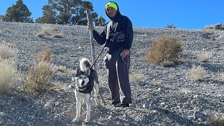 Una emocionante excursión por las montañas junto a mi increíble husky 🐾