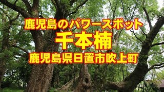 鹿児島のパワースポット「千本楠」