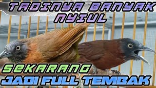 CARA MENGURANGI SUARA SIULAN BURUNG TEPUS KEPALA ABU SUPAYA RAJIN NEMBAK