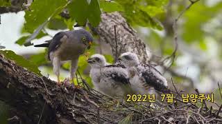 붉은배새매#Chinese Sparrow Hawk