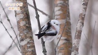 わたしはあびらのシマエナガ 〜冬場、懸命にエサを探す姿がとってもかわいい♪〜