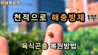 해충 방제 : 천적 농법 1부 [진딧물과 개미, 무당벌레, 육식 곤충 \u0026 사과나무]