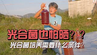 光合菌也怕晒？培养好的光合菌需要什么条件？