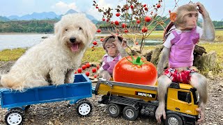 Bim Bim and Amee dog harvest tomato to make fruit juice