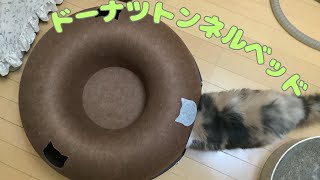 【猫グッズ】かわいいドーナツトンネルベッドを愛猫にプレゼントしました❣