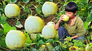 圆滚滚的香瓜安静地躺在地里，洗净生吃又脆又甜，伴牛肉下锅更是爽滑可口