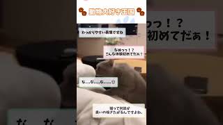 臭いにおいを嗅いだ猫の表情#shorts