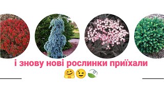 Перша розпаковка навесні 🤗та роздуми з приводу перепланування клумби🙄